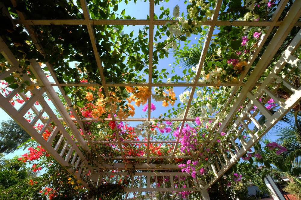 Pergola med vedbend and flowers.