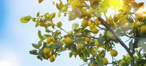 Citrontræer i solskin