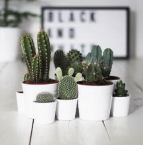 Små kaktusser på et bord