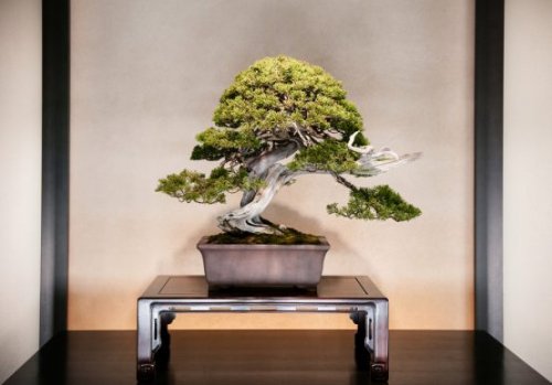 Indretning med bonsaitræer og hvordan du tager dig af dem