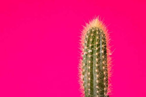 Kend de forskellige typer kaktusser