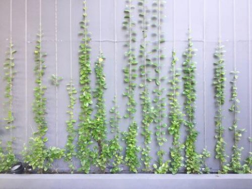 Slyngplanter vokser op ad muren