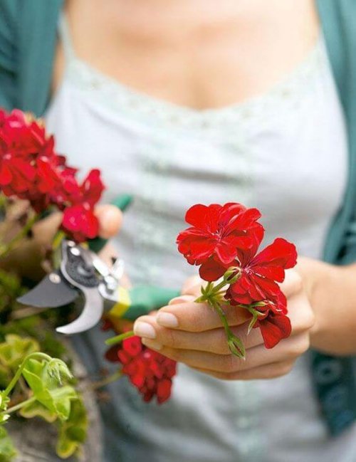 kvinde der beskærer blomster