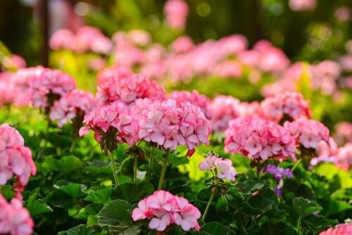 Smukke blomster til din have