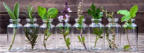 Planter i glaskrukker