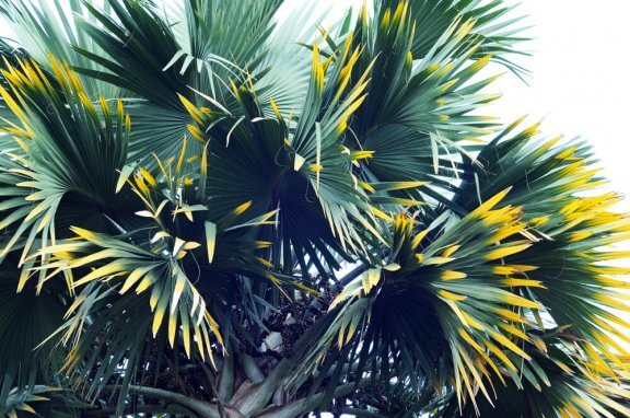 Palmetræ.