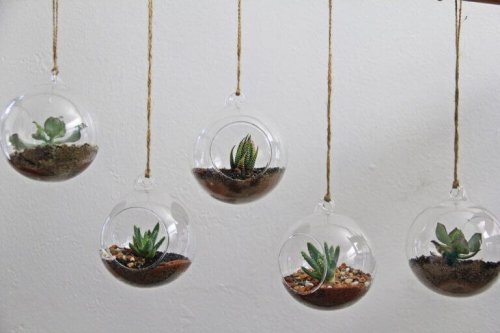 små planter i hængende glaskugler