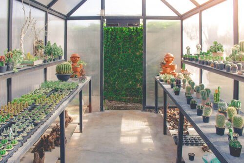 Et drivhus er det ideelle sted til dine planter