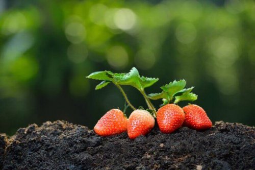 friske jordbær på jord