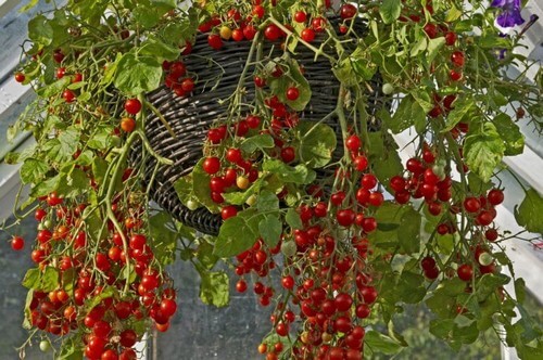 Tomatplanter vil pynte i din have