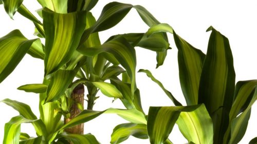 duft-dracænaen er en plante der kan benyttes til at rense luften i hjemmet
