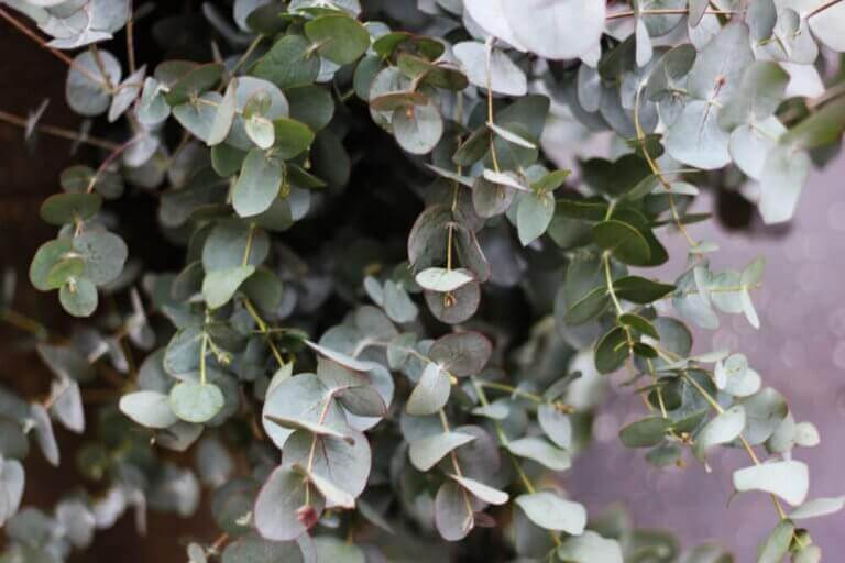 eucalyptus plante