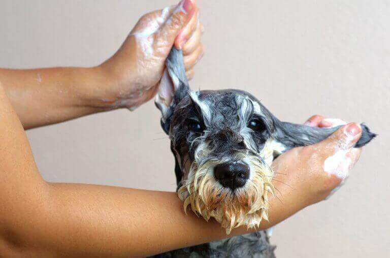 hund der bliver badet
