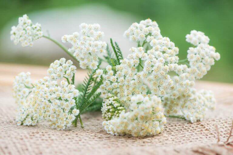 små hvide blomster