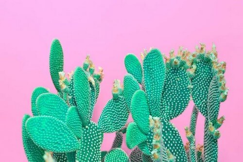 En fladformet kaktus 