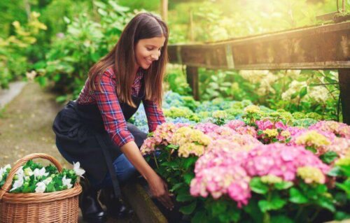 du kan kombinere planter af forskellige farver i din have