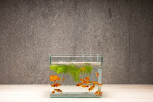 Akvarium med små fisk 