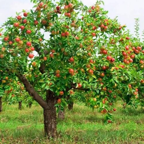 Et stort æbletræ i haven
