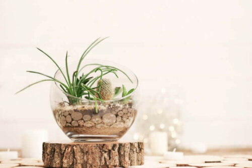 gør-det-selv terrarium med planter
