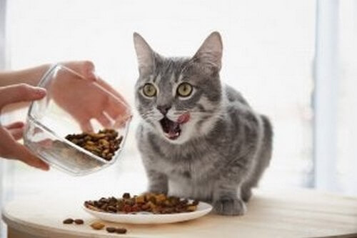 Kat bliver fodret 