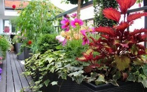 Forskellige planter på udendørsområdet 