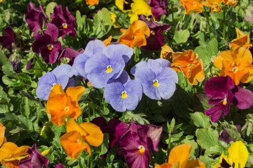Orange, blå og lilla blomster