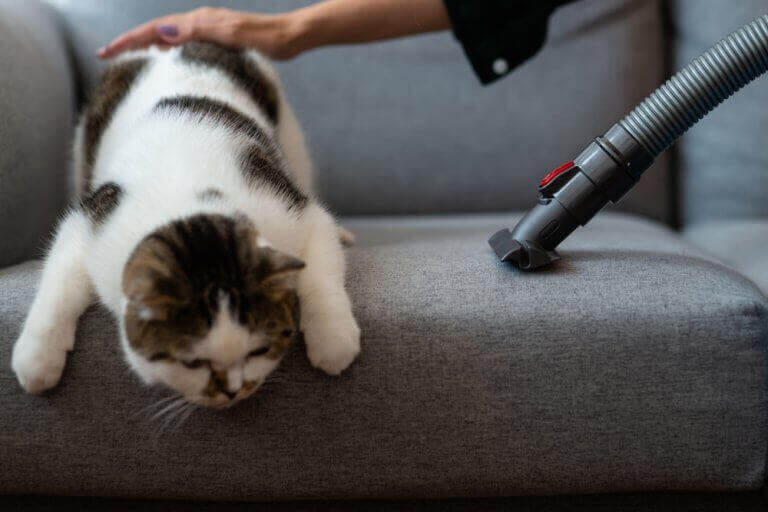 kat i sofa der bliver støvsuget