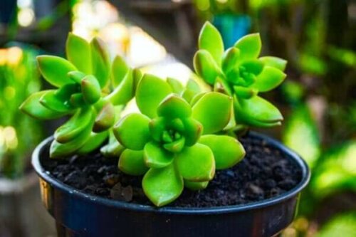 lille grøn plante