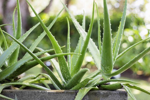 Aloe vera tilhører familien med sukkulenter 