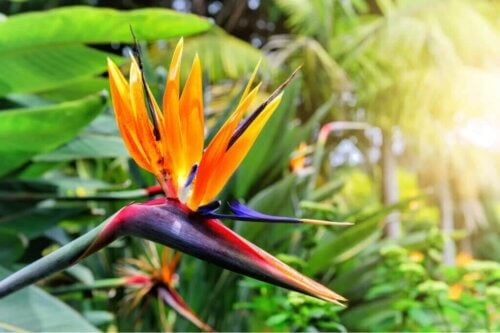 Paradisfugl: Den nye blomstertrend