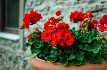 Giv liv til dit hjem om sommeren med disse 5 dekorative planter