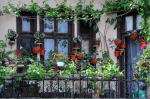Balkon mit vielen Topfpflanzen