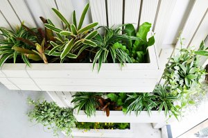 Vertikal angebrachte Pflanzen