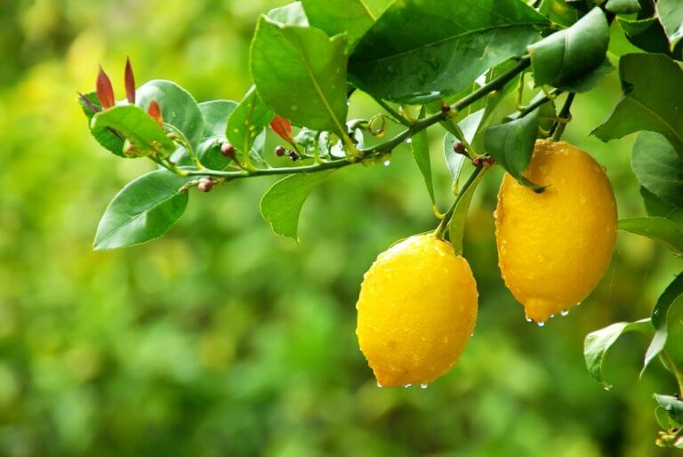 5 Tipps, um einen Zitronenbaum in deinem Garten zu pflanzen