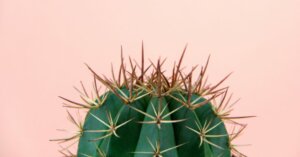 Tipps, um die perfekte Kaktuspflanze auszusuchen