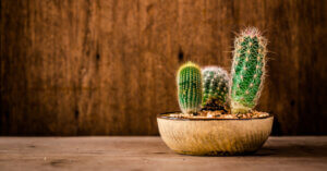 Kaktus als Zimmerpflanze