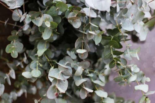 Eukalyptus ist ein perfekter Begleiter für getrocknete Blumen