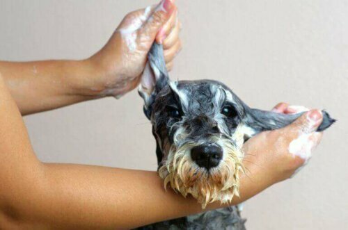 Halte dein Haustier sauber