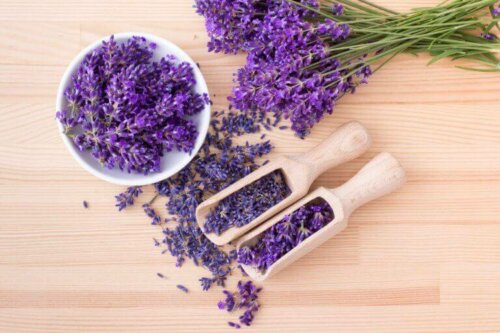 Getrocknete Blumen – Lavendel wird gerne als Trockenblume verwendet