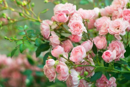 Rosensträucher sind dornige Büsche, die zur Familie der Rosaceae gehören
