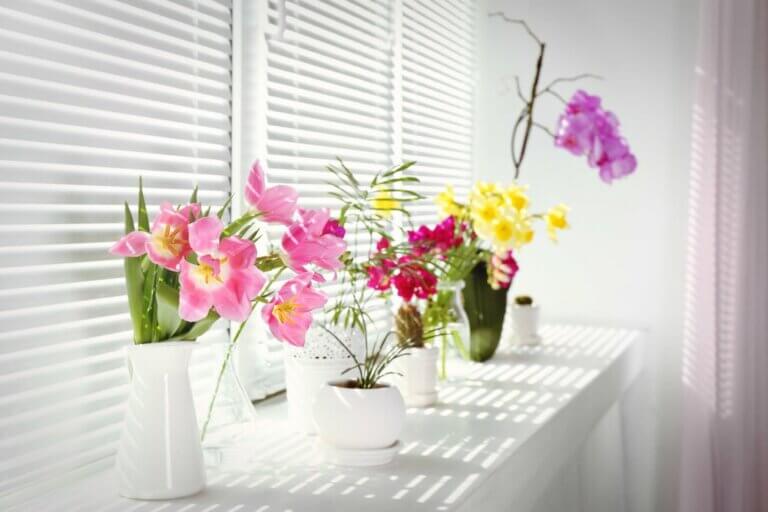 4 Blühende Zimmerpflanzen für dein Zuhause
