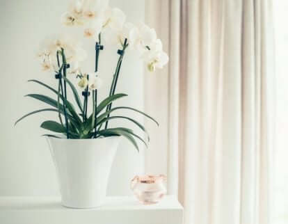 Orchideen sind empfindliche Zimmerpflanzen
