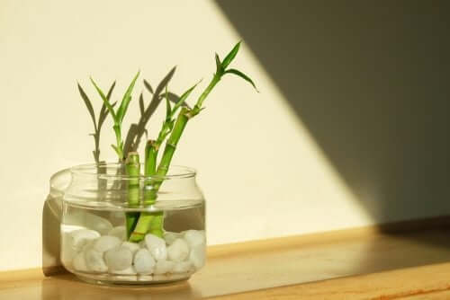 Bambusstöcke in Vasen