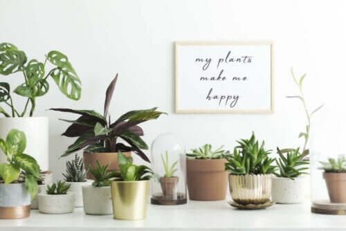 Pflanzen sind ideal, um dein Zuhause mit Farbe und Leben zu füllen.
