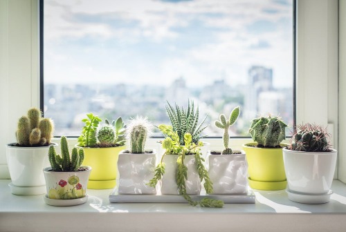 Fenster mit Pflanzen dekorieren