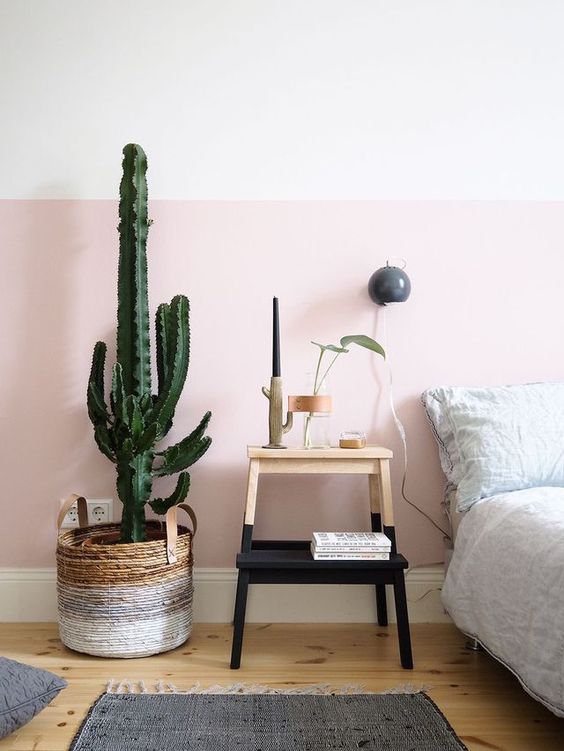 Cactus para decoración de la habitación