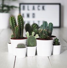 Macetas blancas con cactus