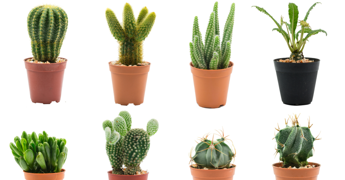 Clases de cactus