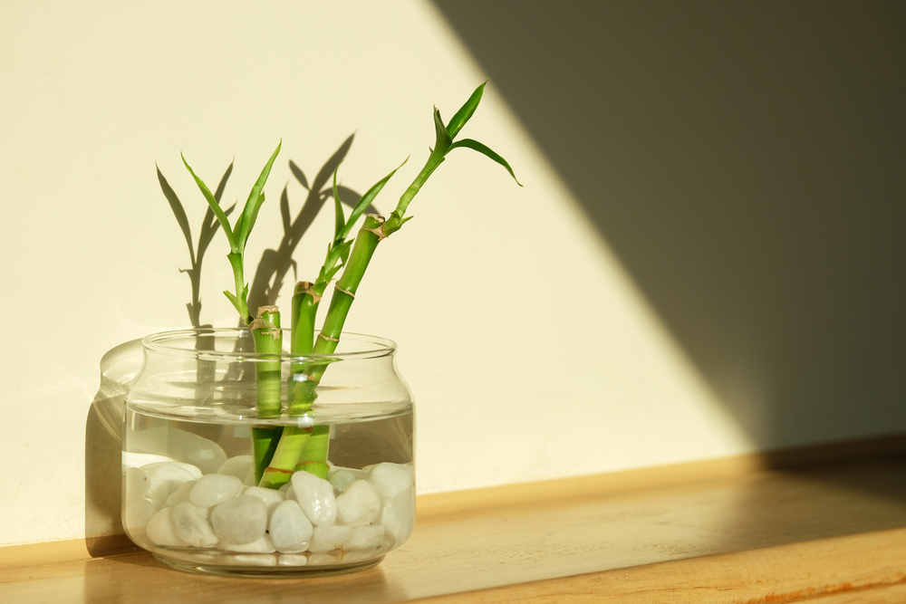 Ramas de bambú dentro de un jarrón con la base de piedras blancas