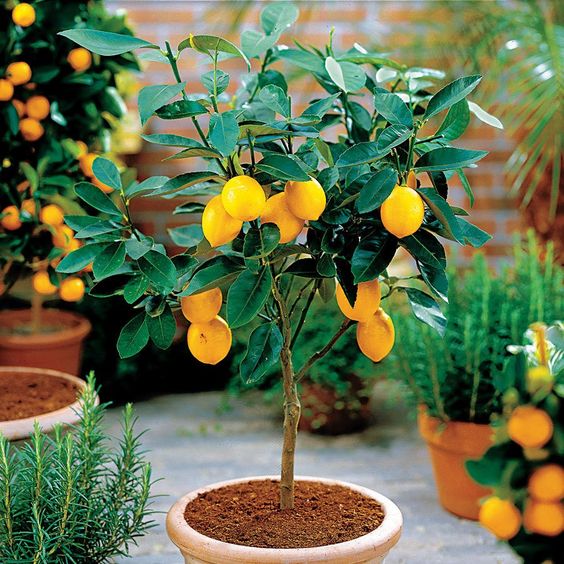 Fruit tree planted in a pot.